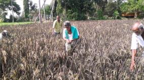 violet-color-paddy-in-puduchery