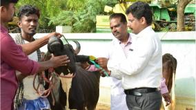 insurance-scheme-for-cattle-in-tn