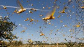 grasshopper-invasion