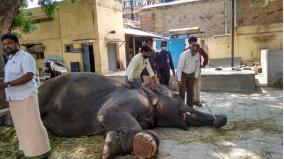 madurai-temple-elephants-checked-by-medicos