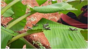 locust-in-tamilnadu