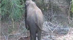 virudhunagar-wild-elephants-enter-into-mango-gardens