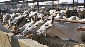 case-against-cattle-breeding-act-deffered