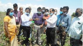 thiruvengadam-grasshopers-in-this-area-are-not-the-locusts-found-in-north-india