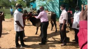 comari-vaccine-for-jallikattu-bulls-in-madurai