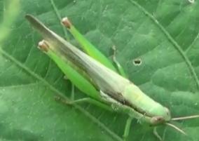 locust-attack-at-tiruvannamalai