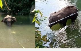 another-elephant-death-in-kerala