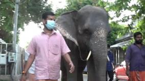 bjp-opposing-to-transport-manakulam-vinayakar-temple-elephant