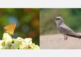 common-shot-silverline-butterfly-in-srirangam-park