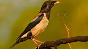 birds-that-are-eating-locusts