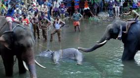 kerala-elephant-murder