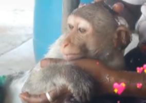 rs-25-000-imposed-for-releasing-video-with-monkey-in-tik-tok
