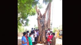 oldest-banyan-tree-uprooted-in-puduchery