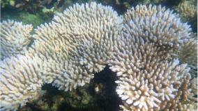 coral-bleaching-on-new-low-after-corona-curfew