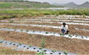 centre-gives-100-subsidy-for-drip-irrigation