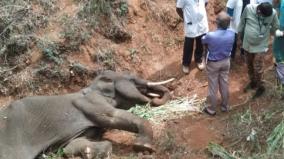 10-year-old-elephant-died