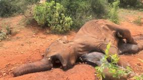 10-elephants-died-in-covai