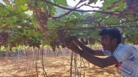 dindigul-grapes-farmers-face-the-brunt-of-corona-curfew