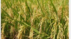 kharif-crops-insurance