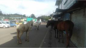 horses-wandering-in-the-cold-of-ooty-coronation-abandoned-by-hardship