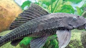 madurai-south-american-fishes-in-vaigai-river-destroy-the-native-breed