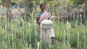 sivagangai-woman-farmer-follows-namazhvar-tradition-of-farming