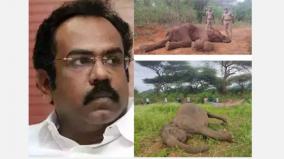 death-of-elephants-is-not-an-easy-pass-why-is-the-minister-silent-thangam-thennarasu-question