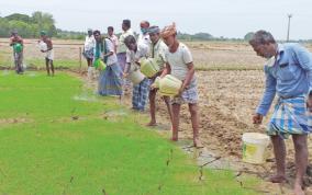 tanjore-farmers