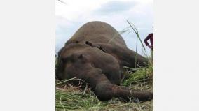 elephant-died