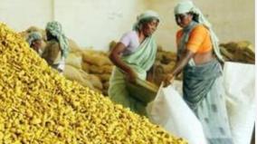 turmeric-harvesting