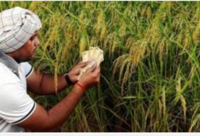 farmers-frustrated-by-crop-stagnation-warning-of-food-shortages