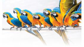 parrots