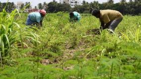 subsidy-for-organic-farming-horticulture-department-invites-farmers