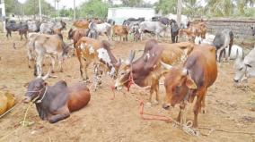 corona-lockdown-loan-at-low-interest-for-cattle-reares-begins-in-madurai