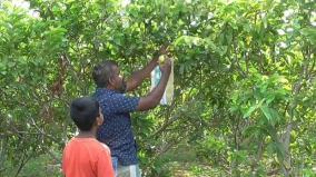 graduate-sells-guava-online-yields-good-response