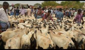 bakrith-festival-government-should-give-permission-for-sale-of-qurbani-goats-tamil-nadu-muslim-league-demand