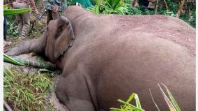 who-is-responsible-for-the-elephants-dying-in-the-mud-ecologists-grieve-over-the-forest