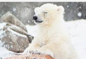 is-the-end-of-polar-bears-approaching-analysts-sound-the-alarm
