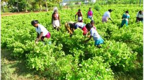 there-is-no-price-to-pay-even-if-plundered-jasmine-farmers-facing-government-relief