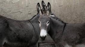 tn-government-ecourages-to-grow-donkeys