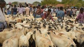 goats-price-soar-high-due-to-bakrid