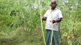 dindigul-5-feet-drumstick-grown