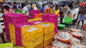 karal-fish-caught-in-large-scale-fishermen-express-happiness