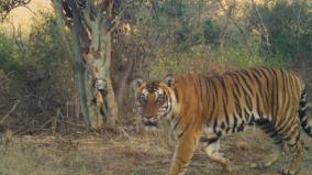 environment-activists-urges-to-protect-tigers