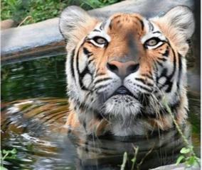 wildlife-activists-urges-to-protect-tigers