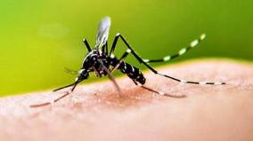 dengue-prevention-activities-in-trichy