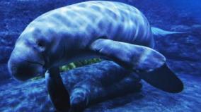 hc-asks-to-follow-regulations-in-protecting-sea-cow