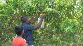 guava-growth-increases-horticulture-departments-advice-to-farmers