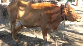 vital-infections-for-cattle