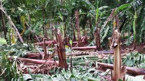 vadakarai-plaintain-farms-washed-away-by-rains-farmers-seek-relief-from-government